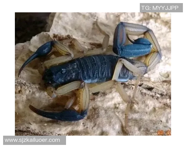 哥斯达黎加双色木蝎的独特魅力与生态价值探讨