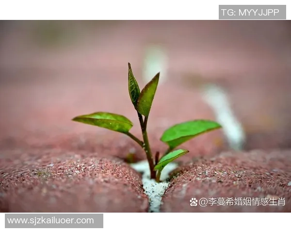 流浪者与标准烈日的较量在光影交错中展现生命的坚韧与希望